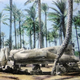 Illustration for article titled Amazing Hand-Tinted Photos of Egypt from the late 19th century
